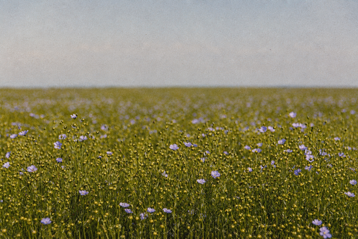 Linen in Lithuania: A Story Woven Through Every Life